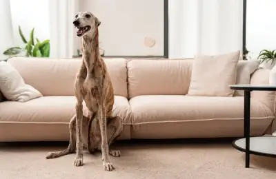 Helpful Tips for Designing Your Home with a Large Dog