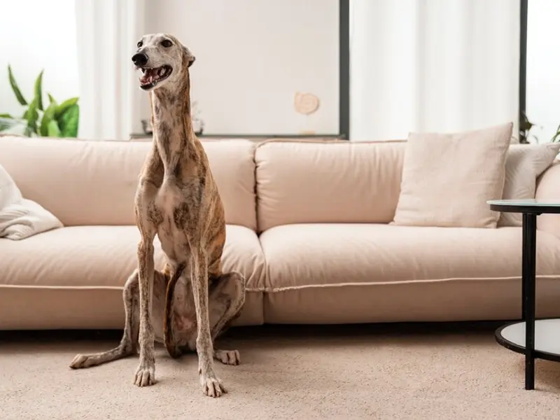 Sfaturi utile despre cum să-ți amenajezi casa dacă ai un câine de talie mare