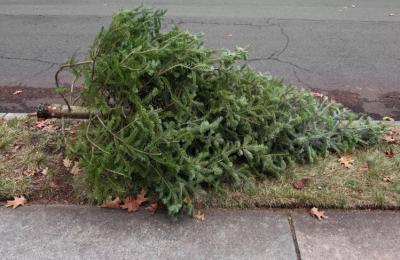 Unde poți arunca bradul de Crăciun