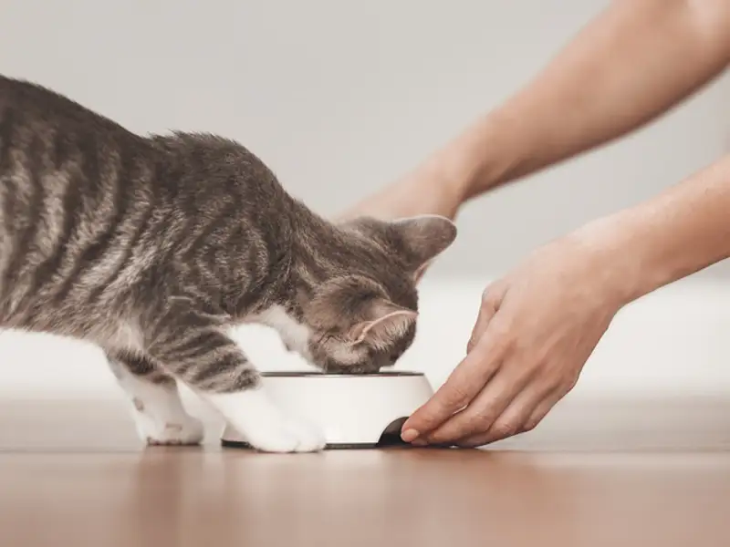 Cum alegi hrana pisicii, pentru a preveni afecțiunile digestive și renale