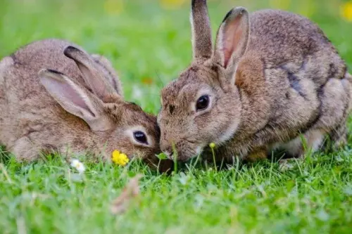 Cum sa iti intretii iepurele daca stai cu el la apartament