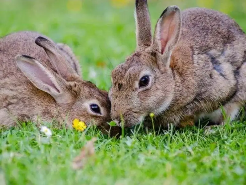 Cum sa iti intretii iepurele daca stai cu el la apartament