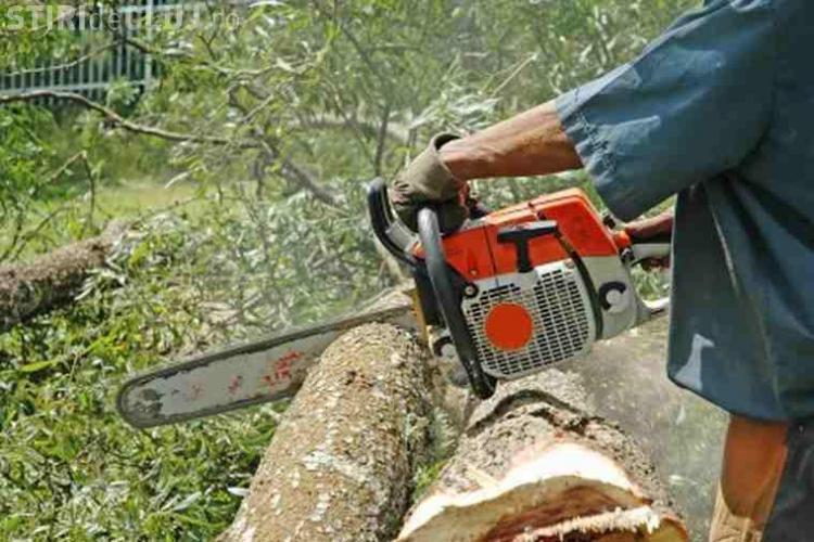 Un bărbat a fost amendat de polițiști pentru tăierea, fără drept, a 60 de arbori mai mulți arbori de pe raza localității Săliște, comuna Ciurila