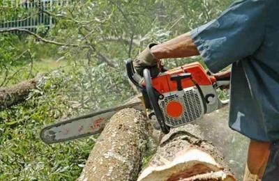 Un bărbat a fost amendat de polițiști pentru tăierea, fără drept, a 60 de arbori mai mulți arbori de pe raza localității Săliște, comuna Ciurila