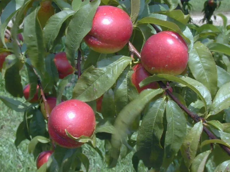 TUTORIAL: Cum se planteaza un nectarin? (VIDEO)