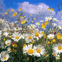 Cum se planteaza musetelul?