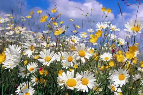 Cum se planteaza musetelul?