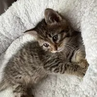 De ce iubim pisicile, o arheologie a torsului