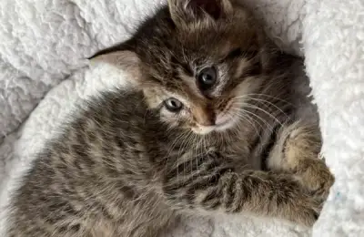 De ce iubim pisicile, o arheologie a torsului