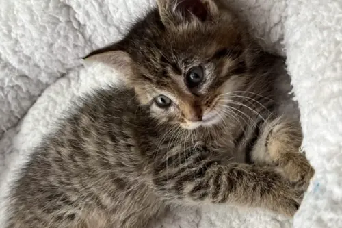 De ce iubim pisicile, o arheologie a torsului