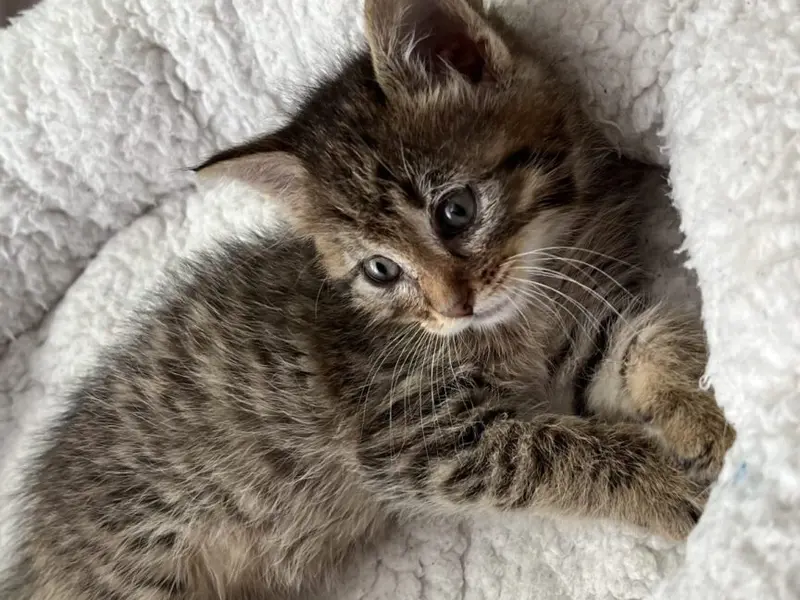 De ce iubim pisicile, o arheologie a torsului