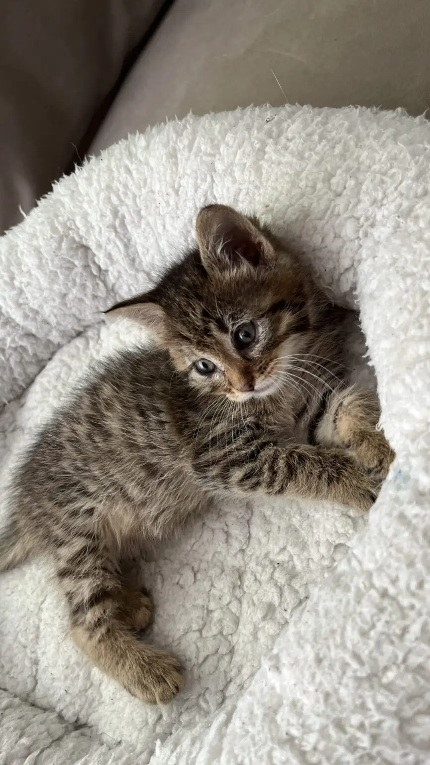 Why We Love Cats: An Archaeology of Purring