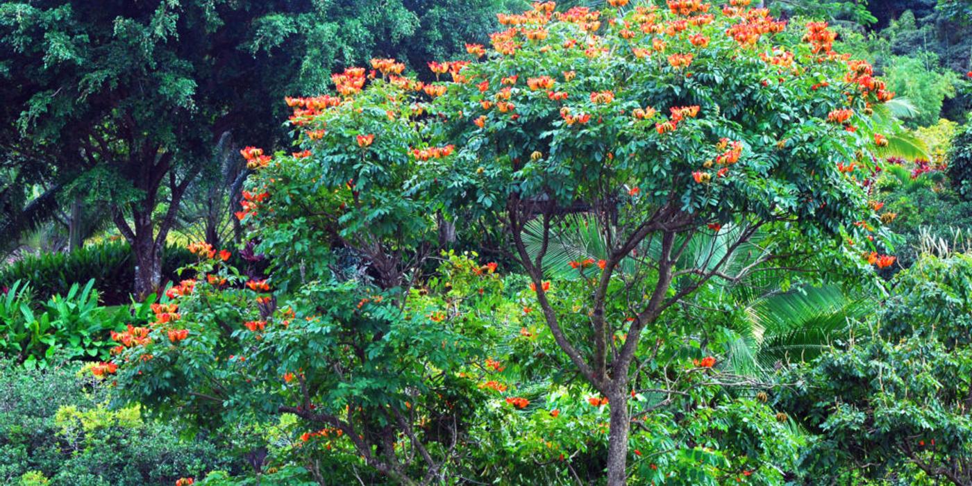 Copacul lalea african