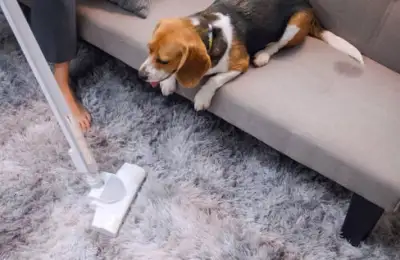 How to Prevent Hair Loss in Dogs