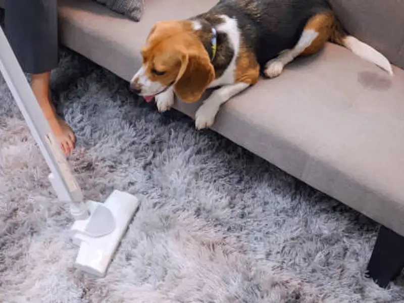 Cum să previi căderea părului la câini