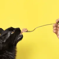 Gustare sau festin? Cum să transformi hrana pisicilor într-un deliciu?