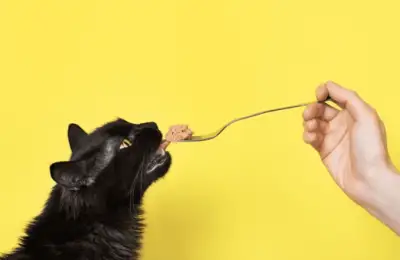 Snack or Feast? How to Turn Cat Food into a Delight