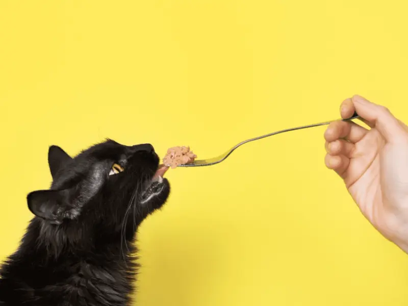 Gustare sau festin? Cum să transformi hrana pisicilor într-un deliciu?