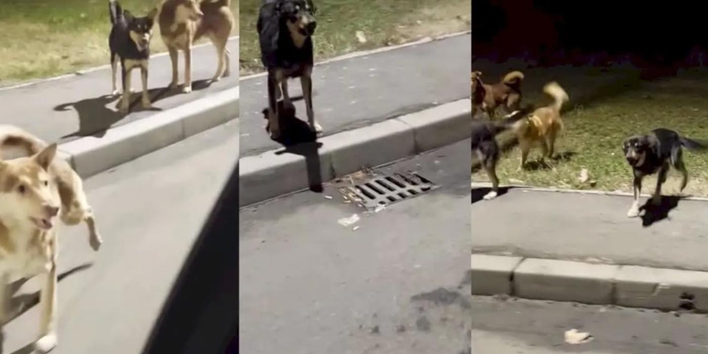 Haită de câini filmată de un bărbat în zona Carrefour Colosseum