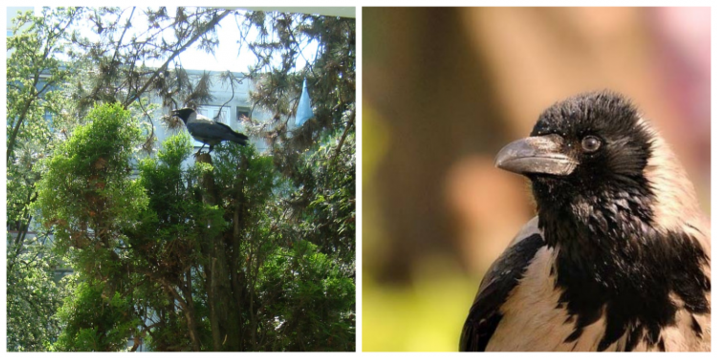 O femeie din Cluj nu mai vrea să iasă din casă de frica unei ciori, care a atacat-o