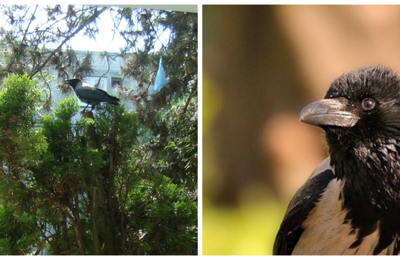 O femeie din Cluj nu mai vrea să iasă din casă de frica unei ciori, care a atacat-o