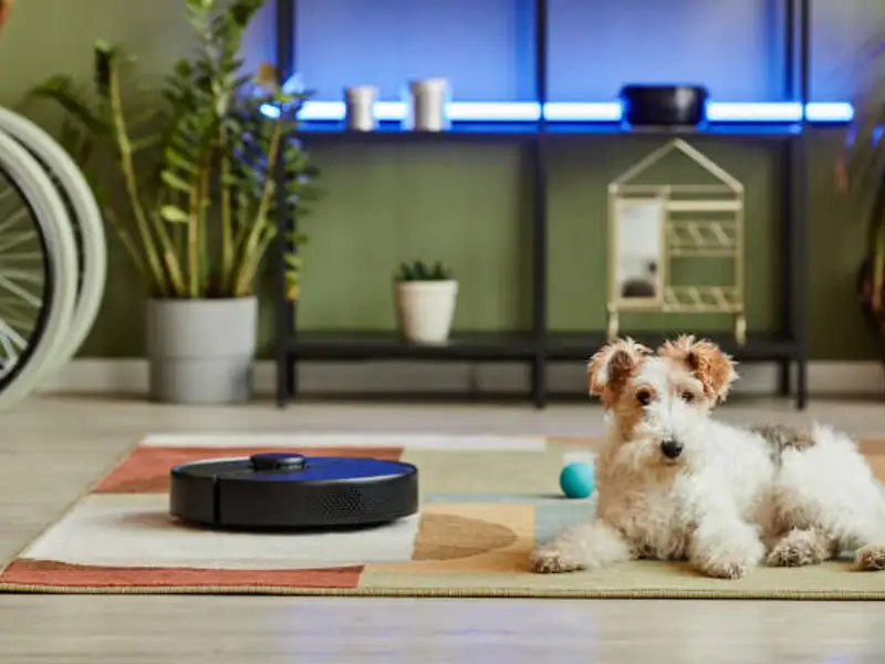 Soluții rapide pentru curățarea casei când ai animale de companie