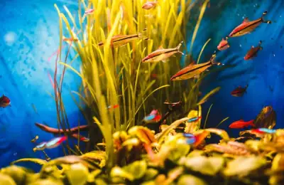 The Benefits of a Fish Aquarium in Your Home: How an Aquarium Can Improve Atmosphere and Reduce Stress