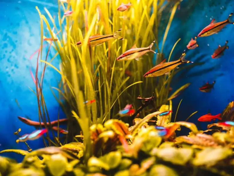 Beneficiile unui acvariu cu pești în locuință: Cum poate un acvariu să îmbunătățească atmosfera și să reducă stresul în casă.