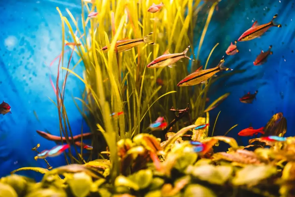 The Benefits of a Fish Aquarium in Your Home: How an Aquarium Can Improve Atmosphere and Reduce Stress