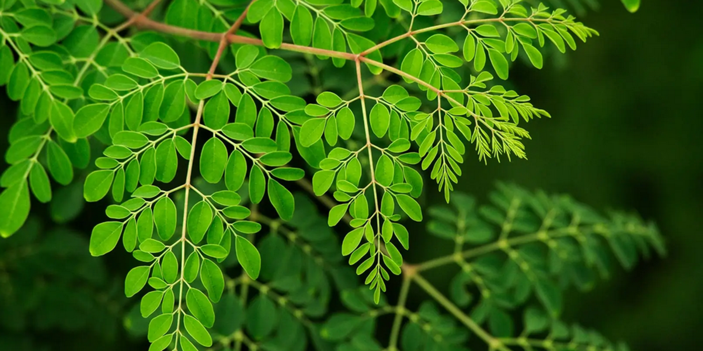 „Copacul minune” elimină 98% din microplasticul din apa potabilă, depășind alternativele chimice