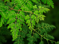 „Copacul minune” elimină 98% din microplasticul din apa potabilă, depășind alternativele chimice