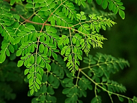 „Copacul minune” elimină 98% din microplasticul din apa potabilă, depășind alternativele chimice