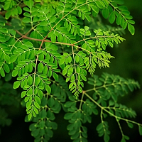 „Copacul minune” elimină 98% din microplasticul din apa potabilă, depășind alternativele chimice