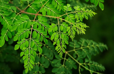 „Copacul minune” elimină 98% din microplasticul din apa potabilă, depășind alternativele chimice