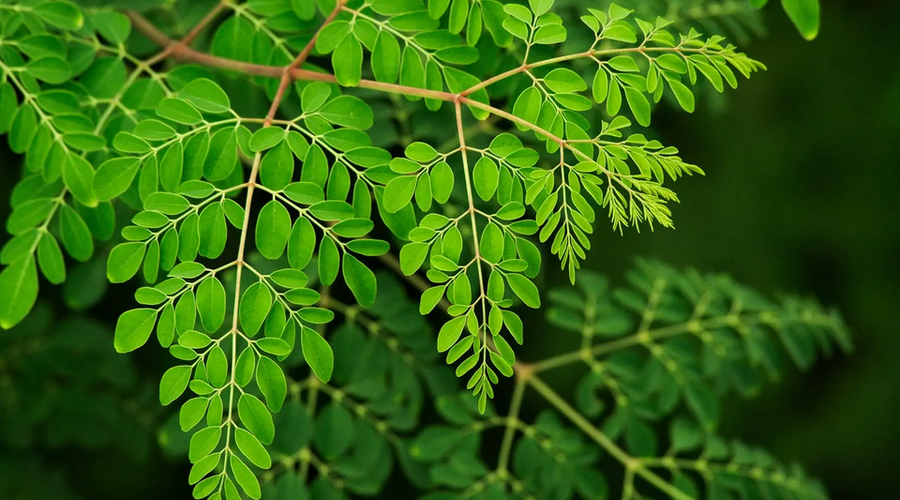 „Copacul minune” elimină 98% din microplasticul din apa potabilă, depășind alternativele chimice