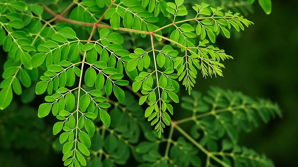 „Copacul minune” elimină 98% din microplasticul din apa potabilă, depășind alternativele chimice