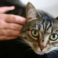 Cum să îți arăți iubirea față de pisica ta: 5 modalități eficiente