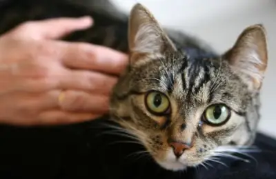 Showing Your Cat Love: 5 Effective Ways