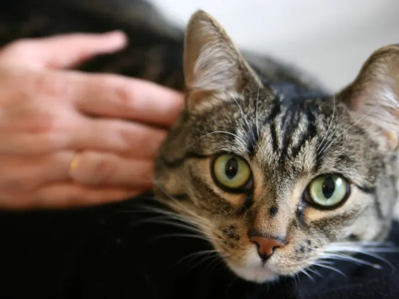 Cum să îți arăți iubirea față de pisica ta: 5 modalități eficiente