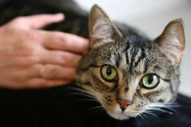 Showing Your Cat Love: 5 Effective Ways