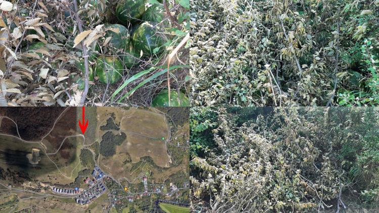 O grămadă de pepeni a fost găsită pe drumul ce duce spre pădurea Hoia