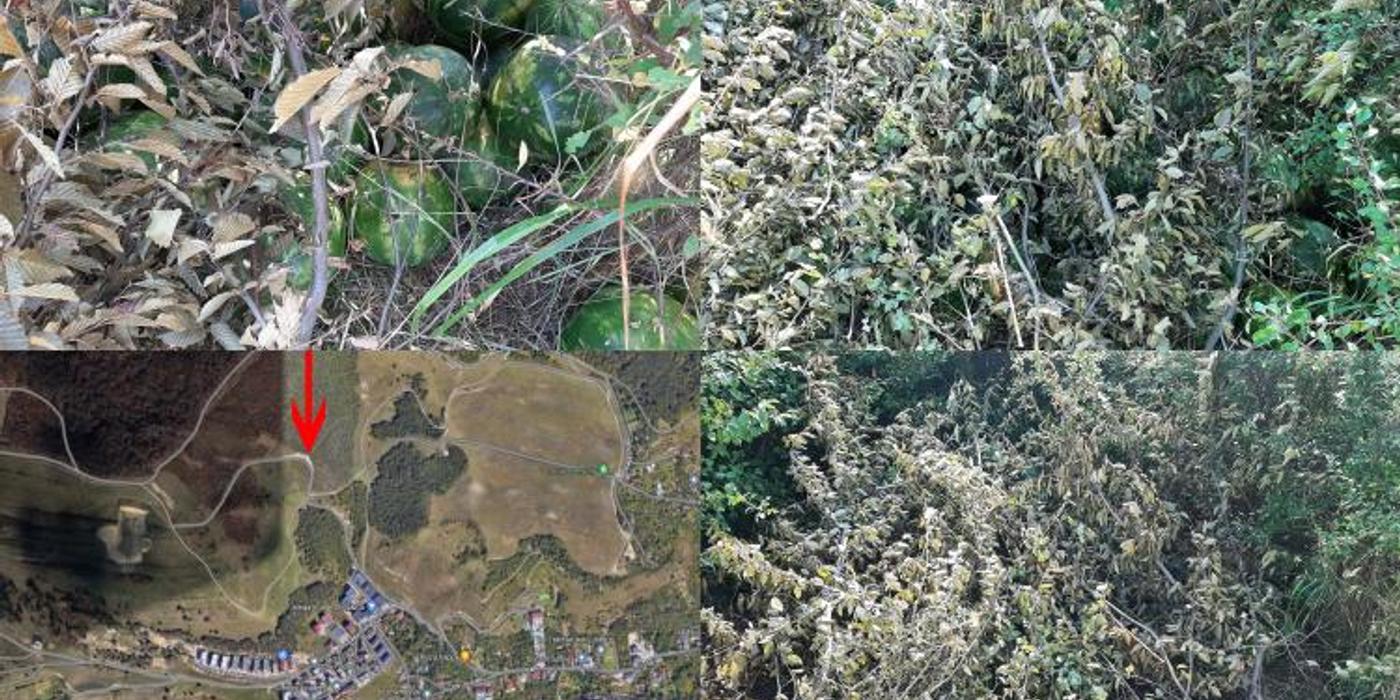 O grămadă de pepeni a fost găsită pe drumul ce duce spre pădurea Hoia