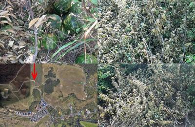 O grămadă de pepeni a fost găsită pe drumul ce duce spre pădurea Hoia