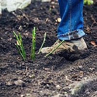 Plantarea de toamnă: 3 flori pe care să le plantezi acum pentru o grădină spectaculoasă în primăvară