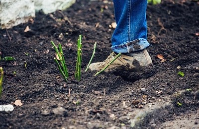 Plantarea de toamnă: 3 flori pe care să le plantezi acum pentru o grădină spectaculoasă în primăvară