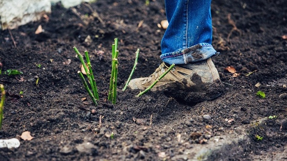 Plantarea de toamnă: 3 flori pe care să le plantezi acum pentru o grădină spectaculoasă în primăvară