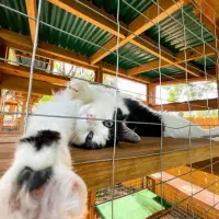 Idei de căsuțe de exterior pentru pisici – adăpost confortabil pentru toate anotimpurile