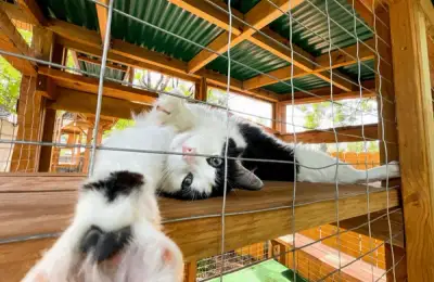 Idei de căsuțe de exterior pentru pisici – adăpost confortabil pentru toate anotimpurile