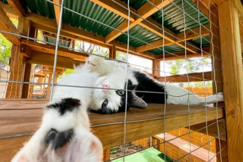 Idei de căsuțe de exterior pentru pisici – adăpost confortabil pentru toate anotimpurile