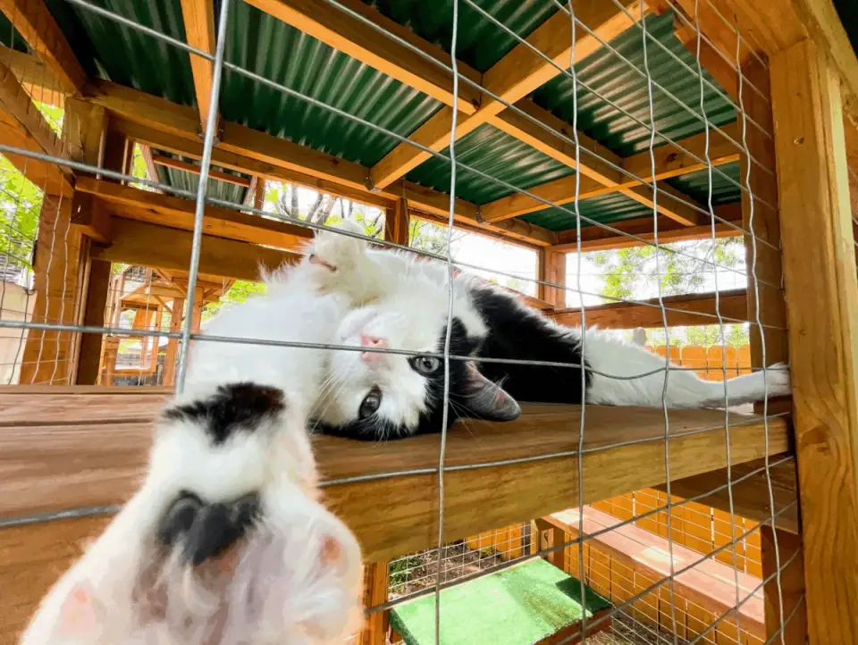 Outdoor Cat House Ideas - Comfortable Shelter for All Seasons